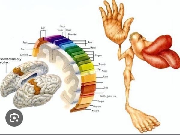 El Homúnculo: Estimulando el Cerebro a Través del Movimiento&nbsp;Consciente